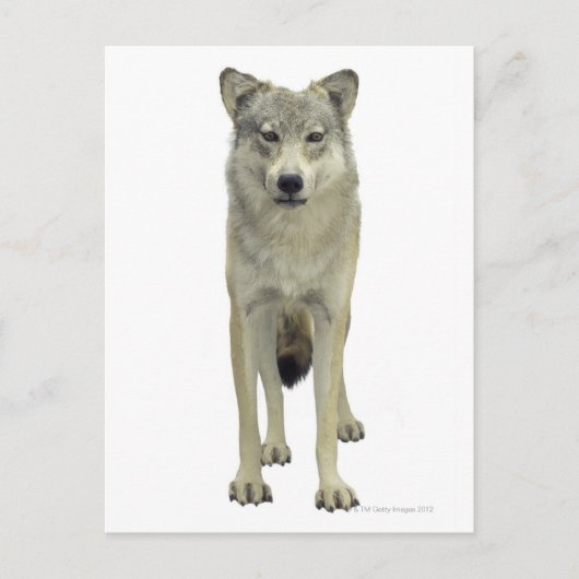 オオカミ ポストカード (正面)