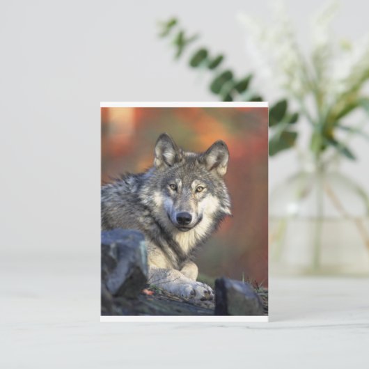 オオカミ ポストカード (スタンド正面)