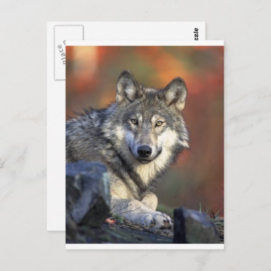 オオカミ ポストカード (正面/裏面)