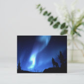 オオカミ ポストカード (スタンド正面)