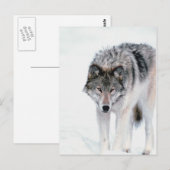 オオカミ ポストカード (正面/裏面)