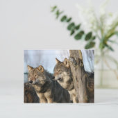 オオカミ ポストカード (スタンド正面)