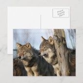 オオカミ ポストカード (正面/裏面)