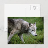 オオカミ ポストカード (正面/裏面)