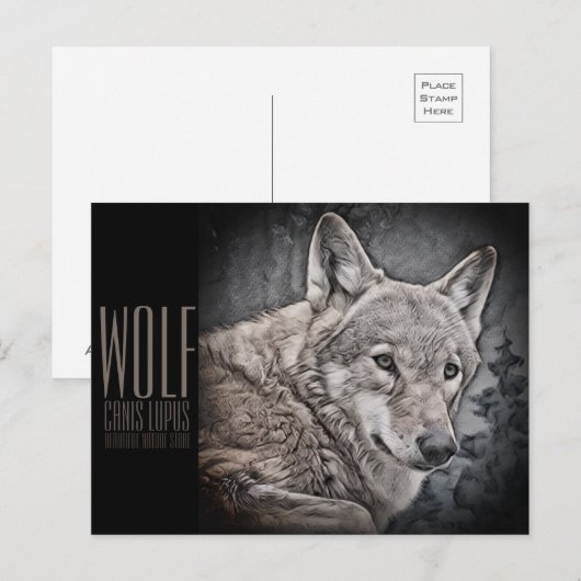 オオカミ ポストカード (正面/裏面)