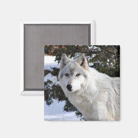 オオカミ マグネット (正面/裏面)
