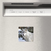 オオカミ マグネット (インサイチュ (食洗機))