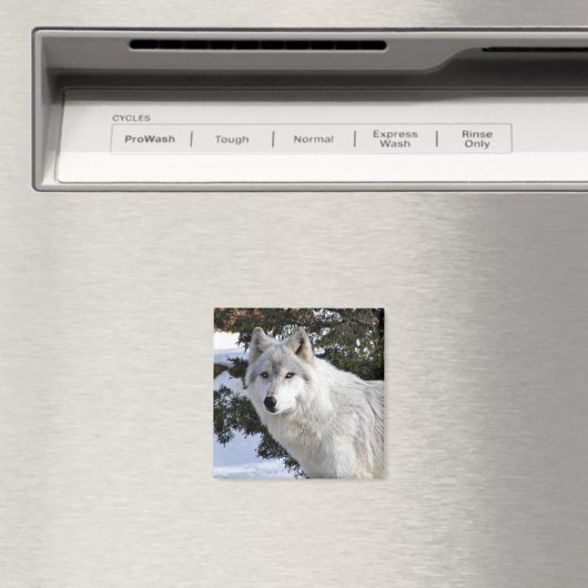 オオカミ マグネット (インサイチュ (食洗機))