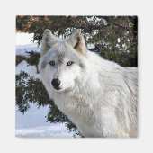 オオカミ マグネット (正面)