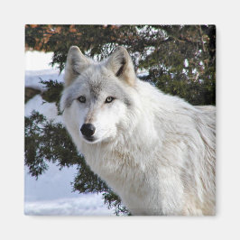 オオカミ マグネット