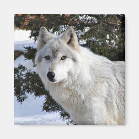 オオカミ マグネット (正面)