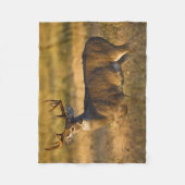 オオカミ |南テキサス州 フリースブランケット (正面)