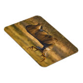 オオカミ |南テキサス州 マグネット (右側)