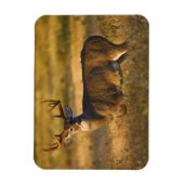 オオカミ |南テキサス州 マグネット (縦)