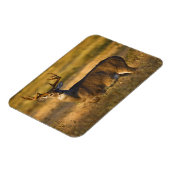 オオカミ |南テキサス州 マグネット (左側)