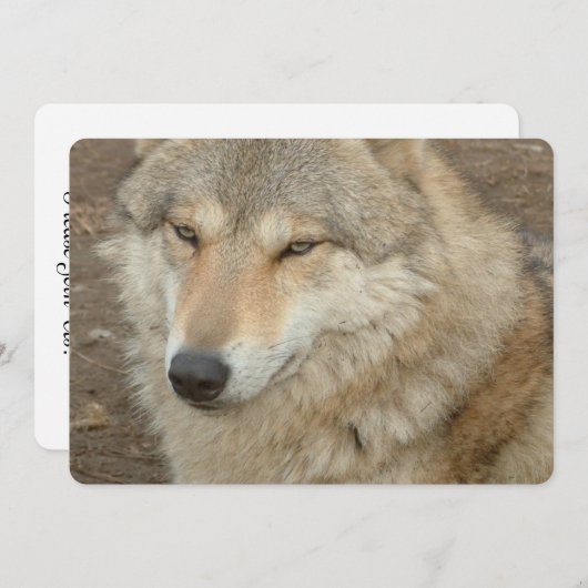 オオカミ 招待状 (正面/裏面)