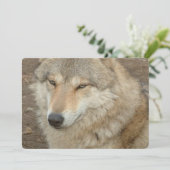 オオカミ 招待状 (スタンド正面)