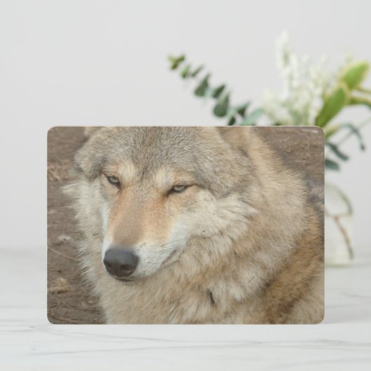 オオカミ 招待状 (スタンド正面)