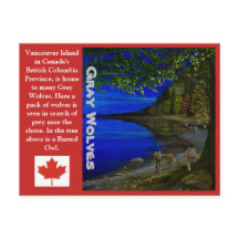 オオカミ！灰色の狼と野蛮なフクロウ。