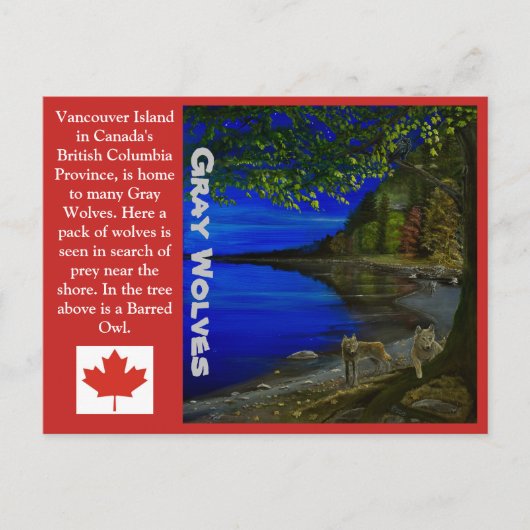 オオカミ!灰色の狼と野蛮なフクロウ。 ポストカード (正面)