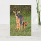 オオカミ |草の生えた生息地 カード (正面)