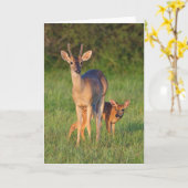 オオカミ |草の生えた生息地 カード (黄色い花)