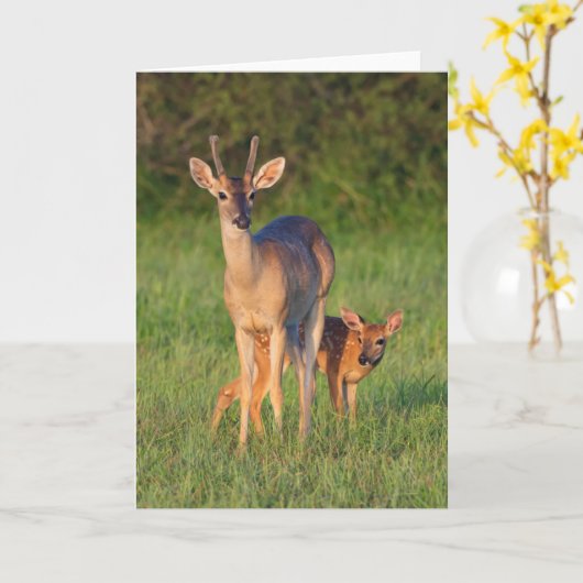 オオカミ |草の生えた生息地 カード (黄色い花)