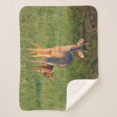 オオカミ |草の生えた生息地 シェルパブランケット (正面)