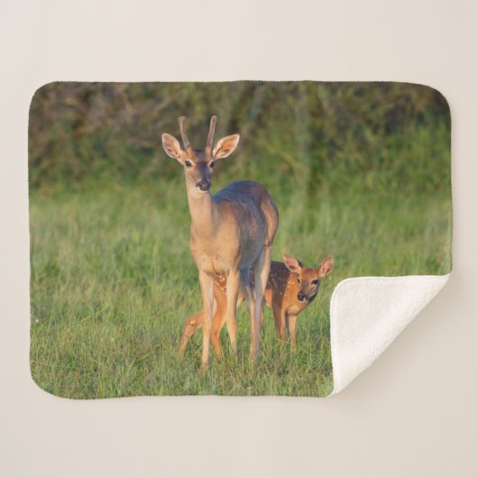 オオカミ |草の生えた生息地 シェルパブランケット (正面(横))