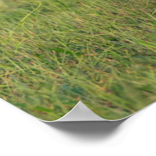 オオカミ |草の生えた生息地 ポスター (角)