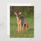 オオカミ |草の生えた生息地 ポストカード (正面/裏面)