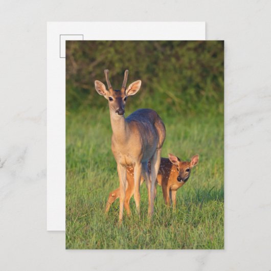 オオカミ |草の生えた生息地 ポストカード (正面/裏面)