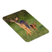 オオカミ |草の生えた生息地 マグネット (右側)