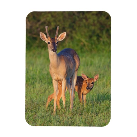 オオカミ |草の生えた生息地 マグネット (縦)