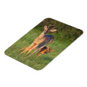 オオカミ |草の生えた生息地 マグネット (左側)