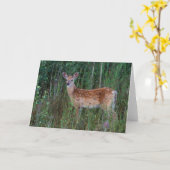 オオカミ | National Bison Range Montana カード (黄色い花)