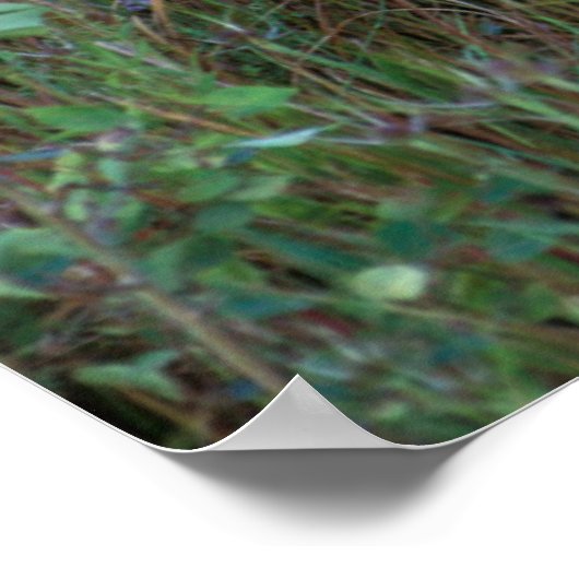 オオカミ | National Bison Range Montana ポスター (角)