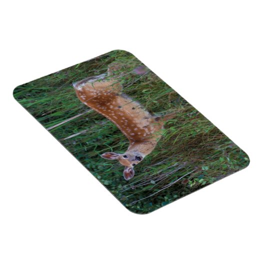 オオカミ | National Bison Range Montana マグネット (右側)