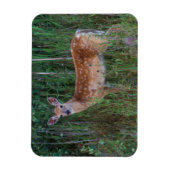 オオカミ | National Bison Range Montana マグネット (縦)