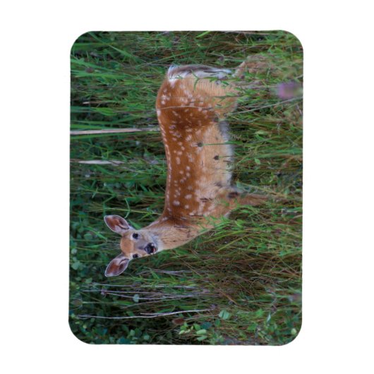 オオカミ | National Bison Range Montana マグネット (縦)