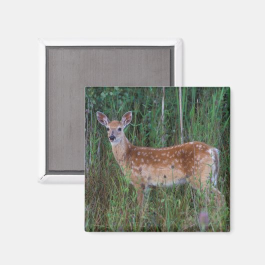 オオカミ | National Bison Range Montana マグネット (正面/裏面)