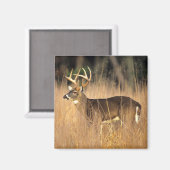 オオカミ | Smoky Mountains Tennessee マグネット (正面/裏面)