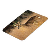 オオカミ | Smoky Mountains Tennessee マグネット (左側)