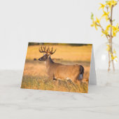 オオカミ | South TX カード (黄色い花)