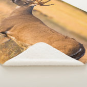 オオカミ | South TX シェルパブランケット (3/4)