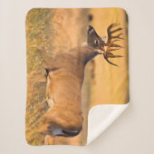 オオカミ | South TX シェルパブランケット (正面)