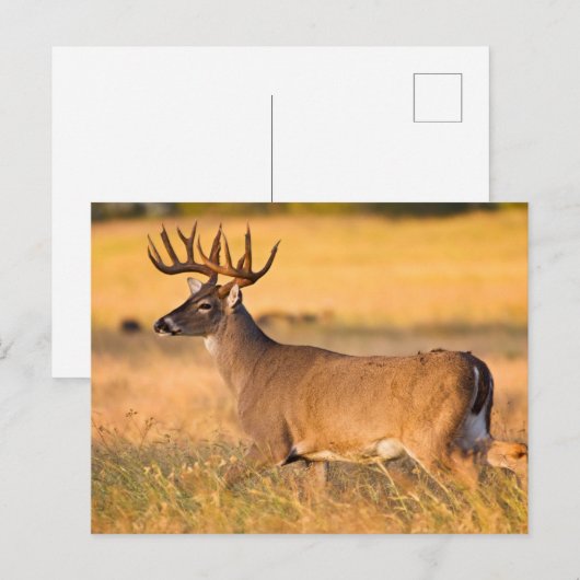 オオカミ | South TX ポストカード (正面/裏面)