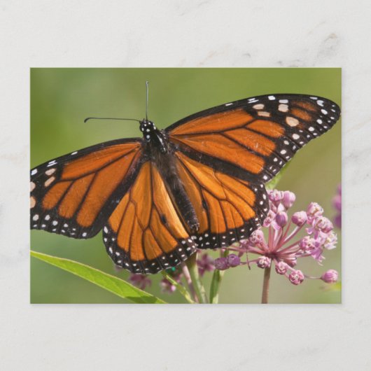 オオカモメチョウの雄がトウワタの花にとまる ポストカード (正面)