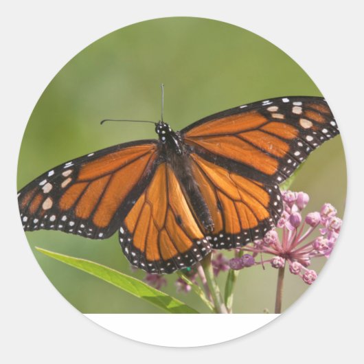 オオカモメチョウの雄がトウワタの花に シール (正面)