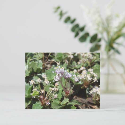 オオカ ポストカード (スタンド正面)